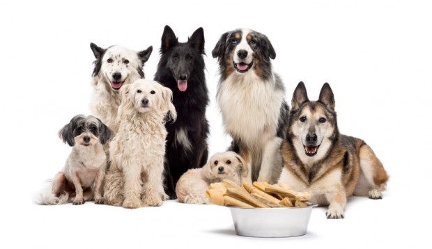 cães e ossos