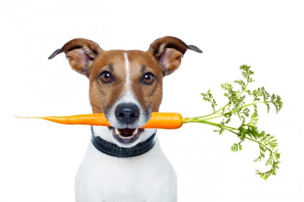cão comendo vegetais