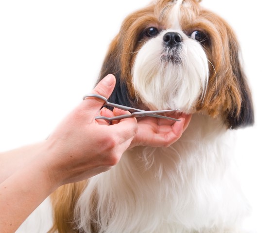 como tosar cão