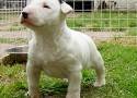 bull terrier adulto